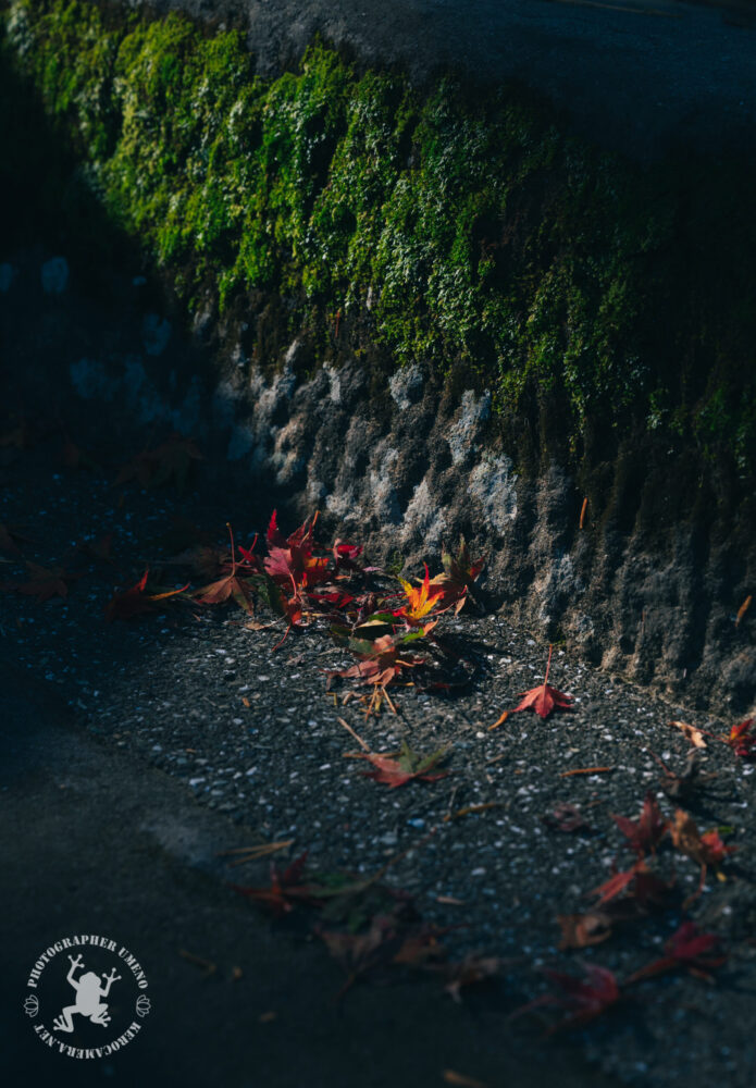 高知城の紅葉を写真撮影