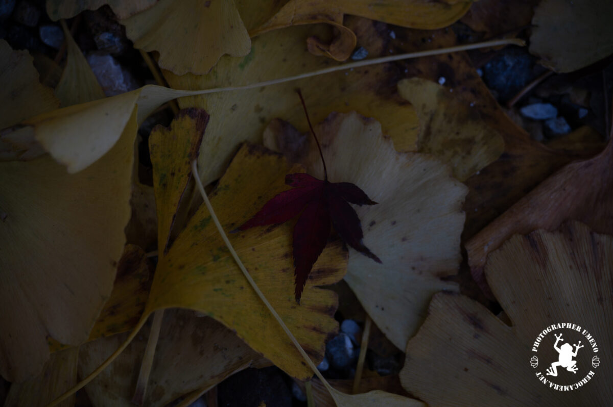 高知城の紅葉を写真撮影