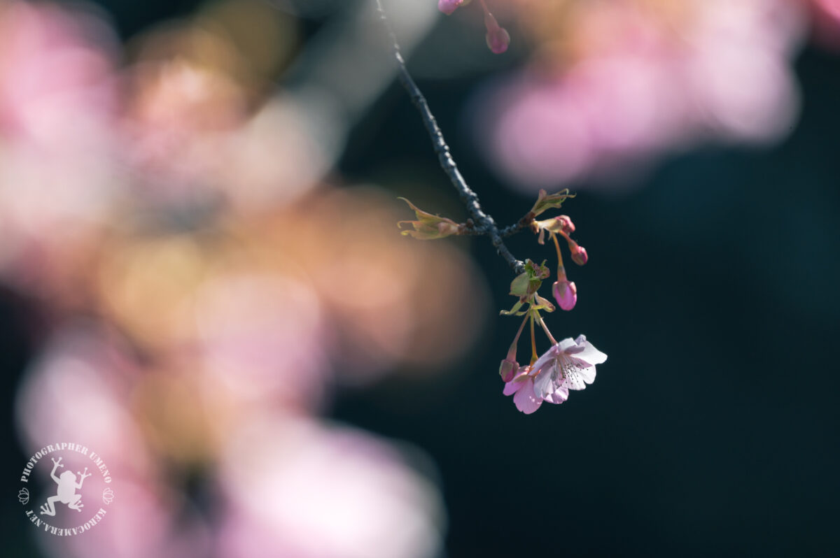大津食品工業団地の河津桜を写真撮影