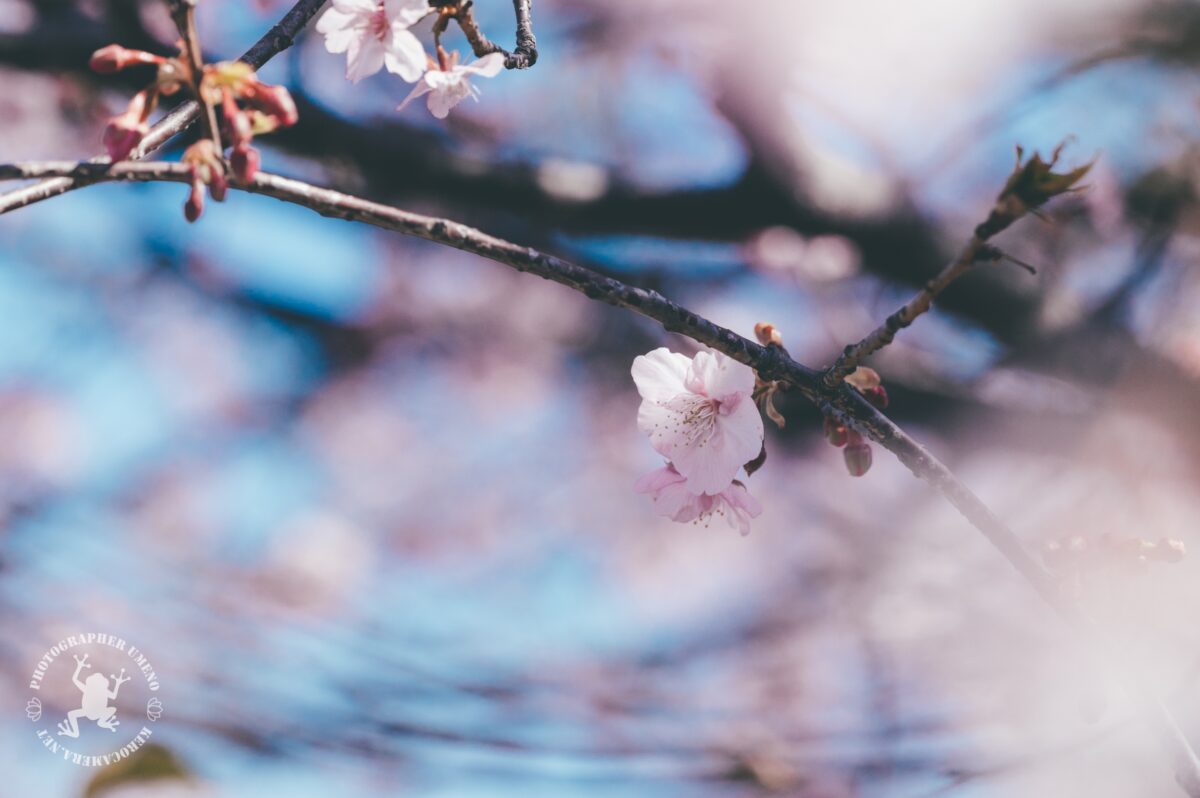 大津食品工業団地の河津桜を写真撮影