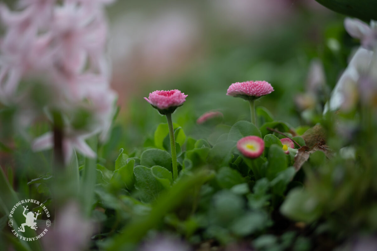 北川村モネの庭マルモッタンで写真撮影