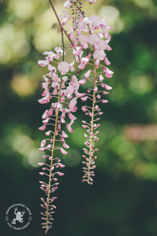 藤の花を写真撮影