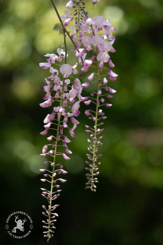 藤の花を写真撮影