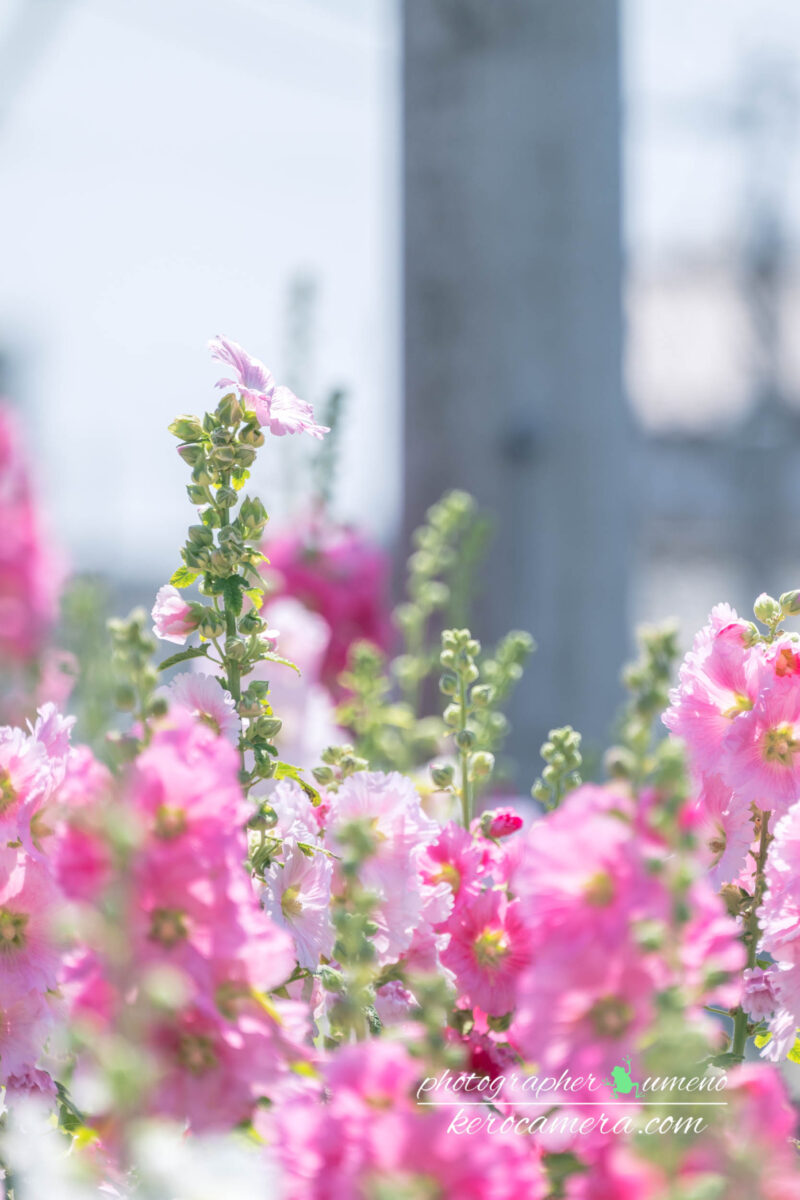 タチアオイのお花を写真撮影