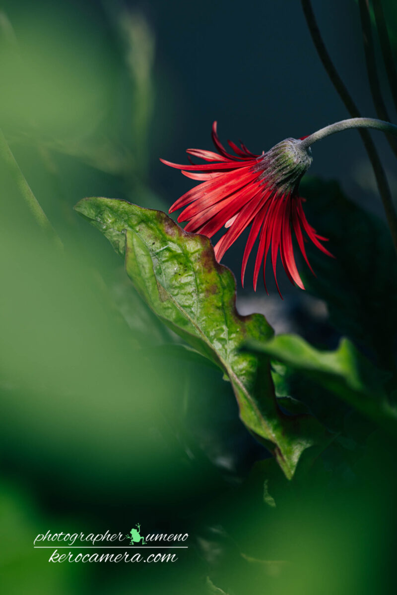 タチアオイのお花を写真撮影