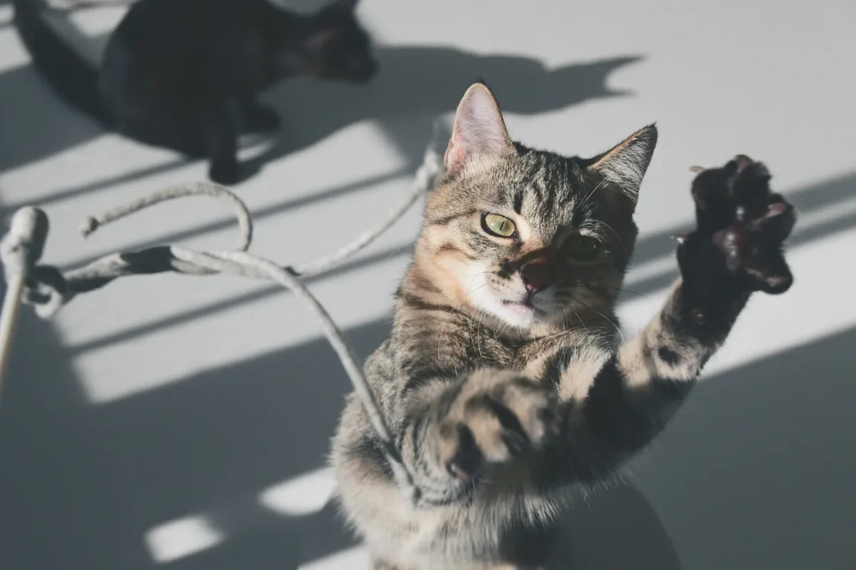 Nikon Z50IIで撮影した写真