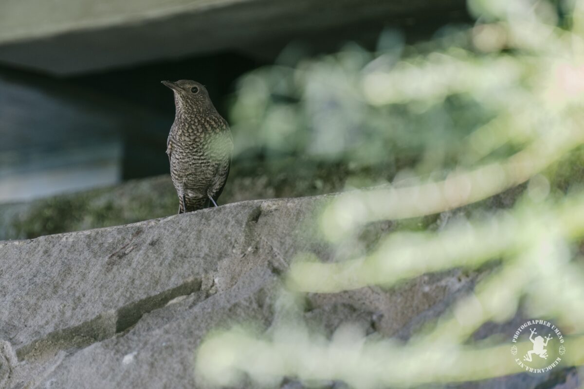 高知市の鏡川で野鳥と猫を写真撮影