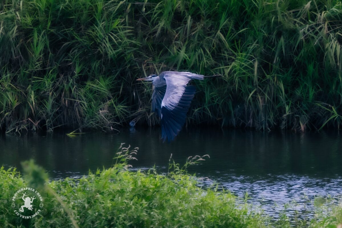 高知市の鏡川で野鳥と猫を写真撮影