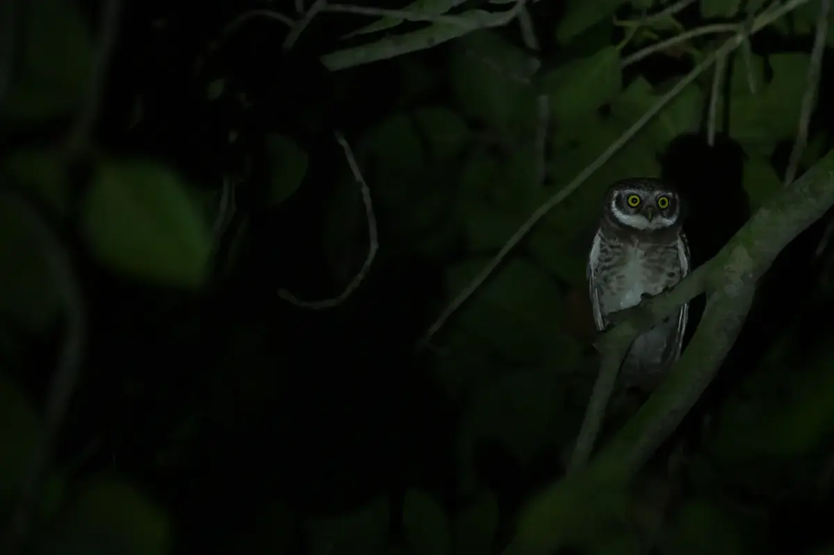 低照度AFを説明する画像