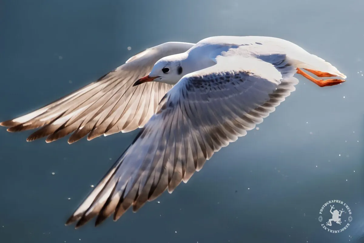 Nikon Z9で撮影した写真