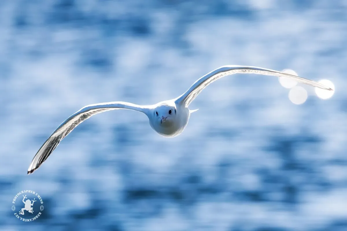 Nikon Z9で撮影した写真