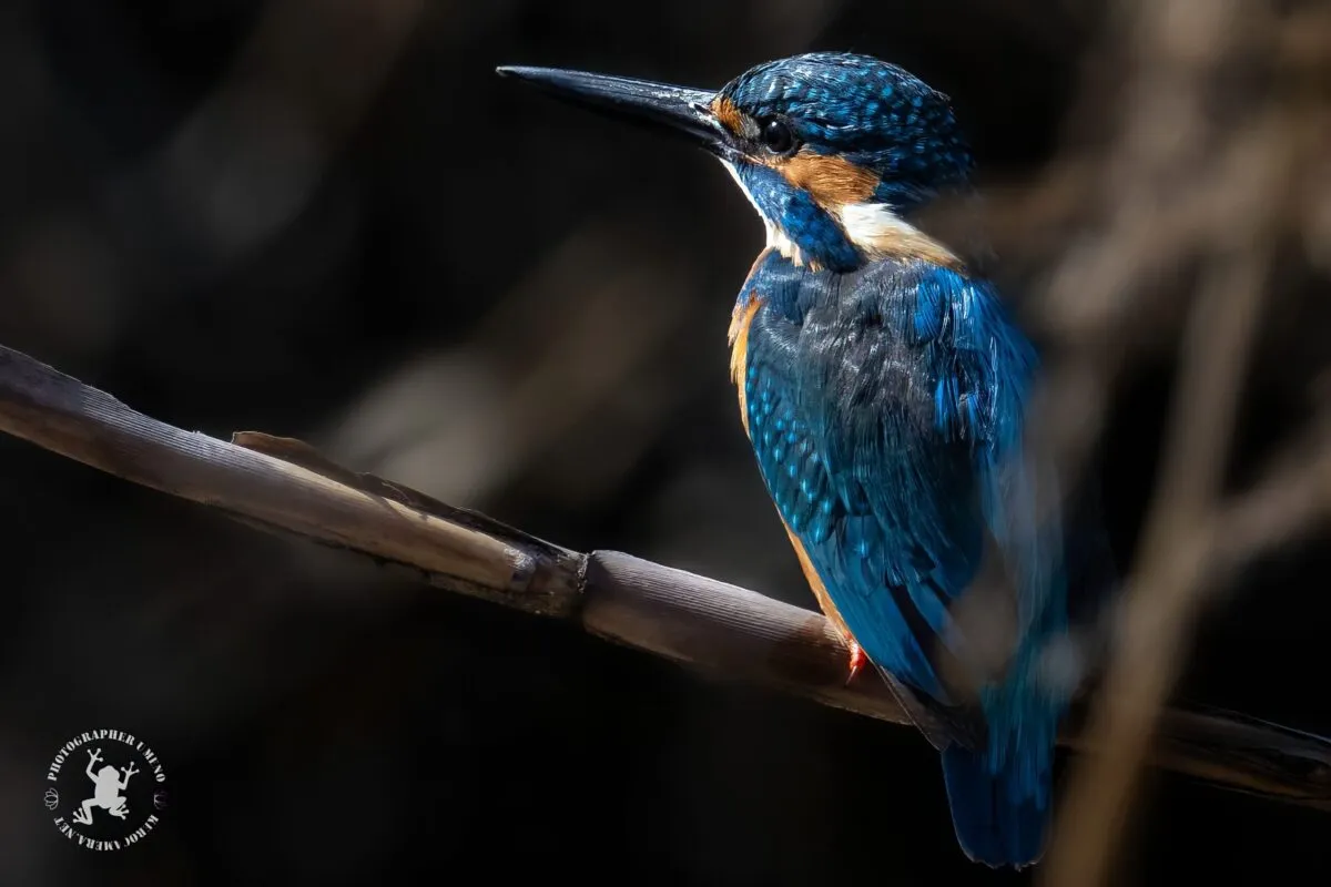 Nikon Z9で撮影した写真