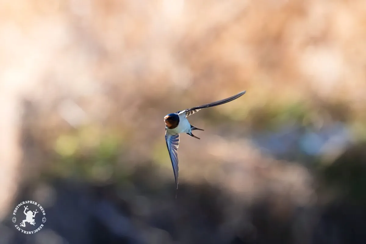 Nikon Z9で撮影した写真