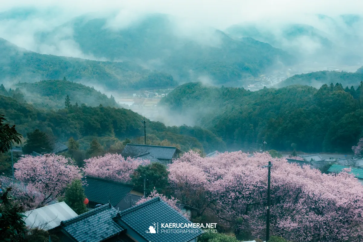 Nikon Z9で撮影した写真