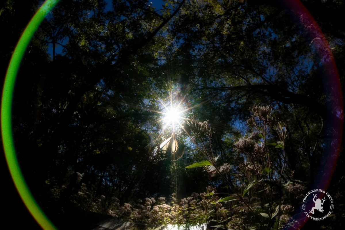 Nikon Z9で撮影した写真