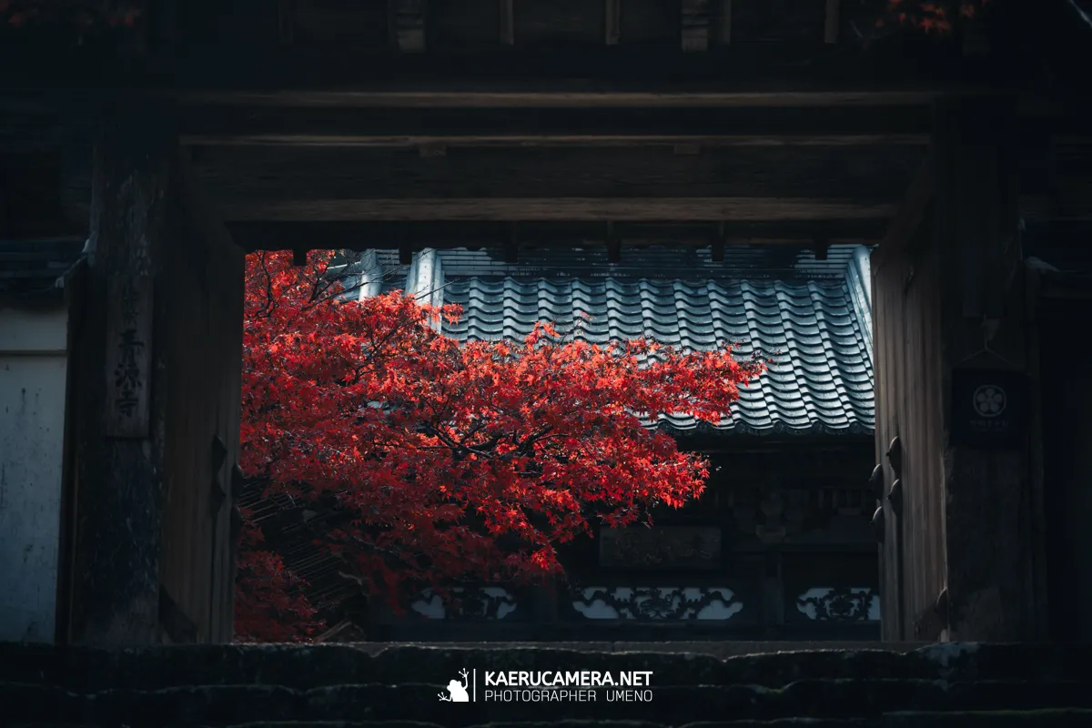 Nikon Z9で撮影した写真