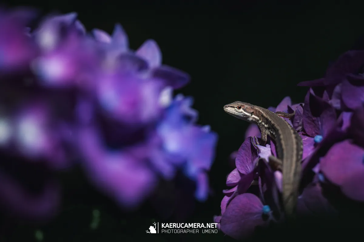 Nikon Z9で撮影した写真