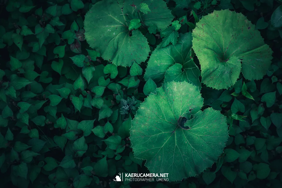 Nikon Z9で撮影した写真